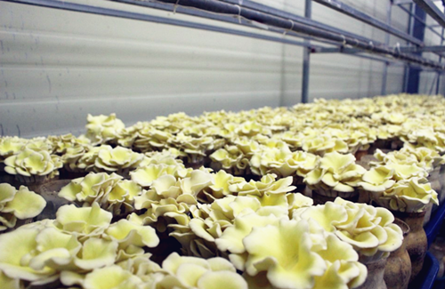 圖片關鍵詞 https://www.mushroommarket.net/file/upload/202005/08/14-28-45-58-283825.png